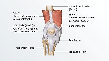 Anatomie des KniesAnatomie des Knies Anatomie des Knies
