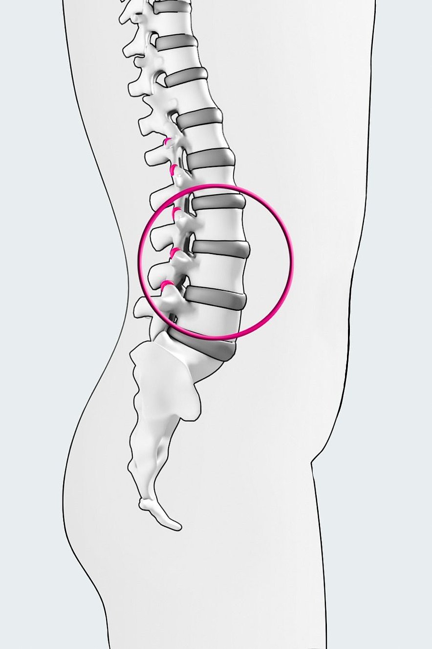 Wirbelgelenke / Facettengelenke: Anatomie | Medi