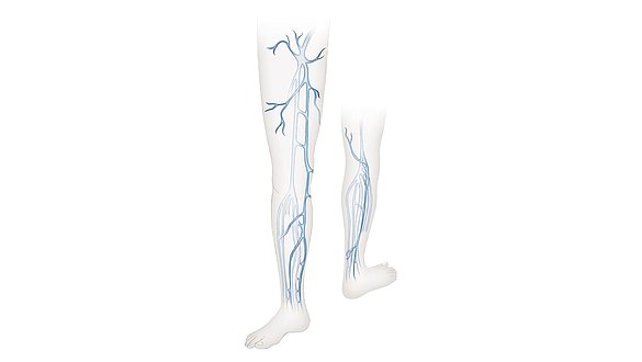 Veins in the human body Veins in the human body - Veins in the human body