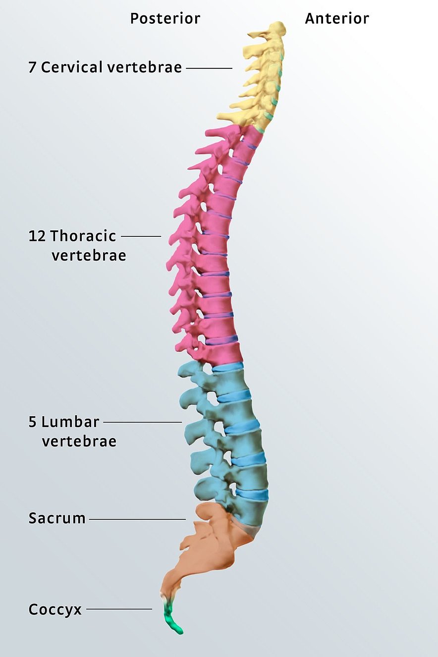 the human spinal column