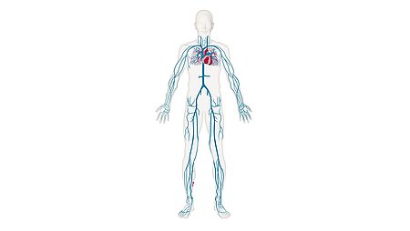 The venous system The venous system - The venous system