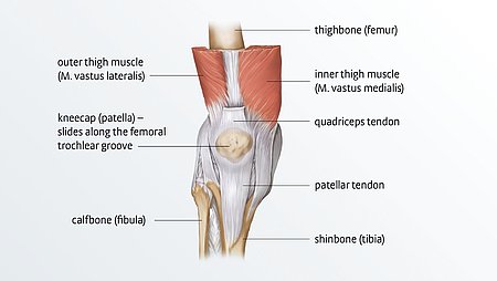 Anatomy of the knee Anatomy of the knee - Anatomy of the knee