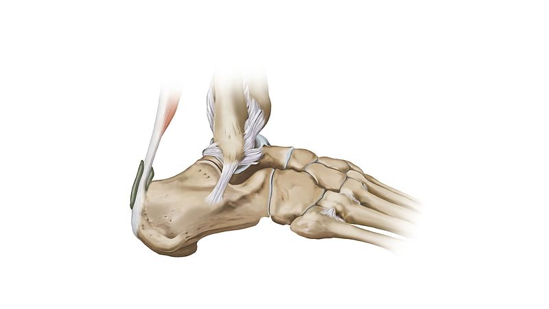 Anatomy of the ankle