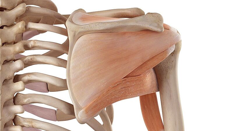 Anatomy of the shoulder Anatomy of the shoulder