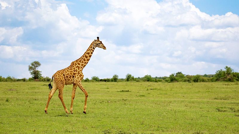 Die Giraffe als tierische Inspiration: Geschichte der circaid® Produkte